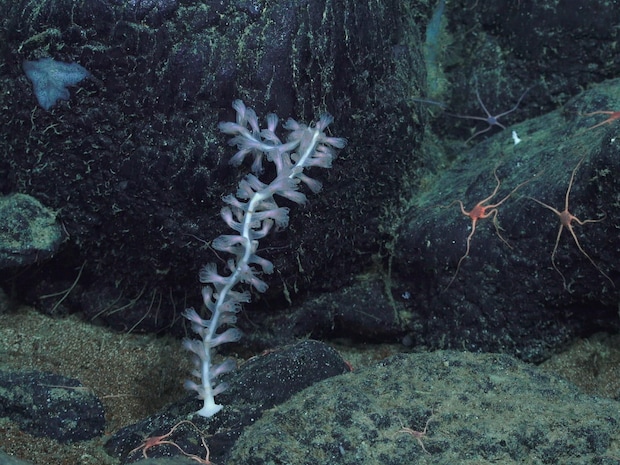 Image of a new species of bamboo coral, which was taken on Les Watling’s cruise on the R/V Falkor using the ROV SuBastian